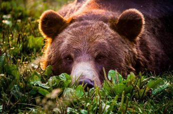 К чему снится медведь?